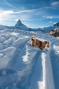 View of dog on snow covered mountain