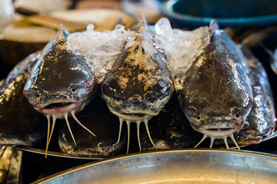 Close-up of fish for sale in market