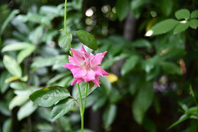 Close-up of pink flowering plant