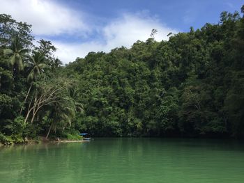 Scenic view of lake against trees in forest