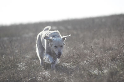 Sheep on field