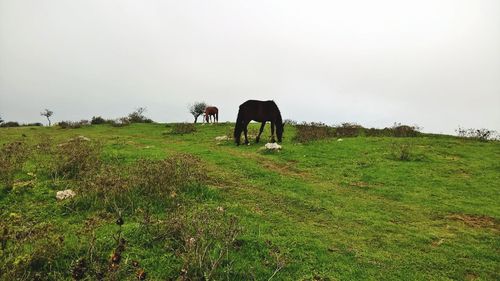 Horses grazing in a field