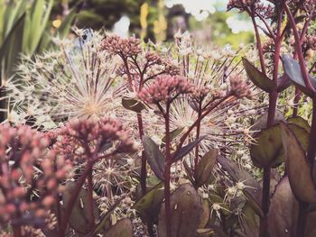 Close-up of flowering plants