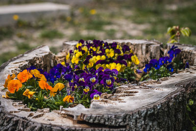 Close-up of flowers
