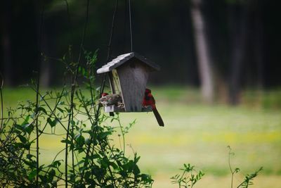 Bird perching on a wooden bird feeder 