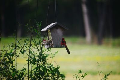 View of bird flying against the sky