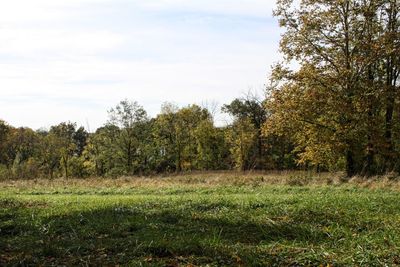 Trees on field against sky