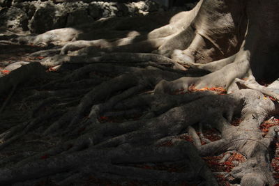 Close-up of roots