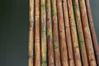 Low angle view of bamboo plants in forest