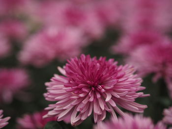 Close-up of pink flower