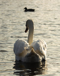 Swan swimming in lake