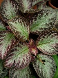Full frame shot of succulent plant