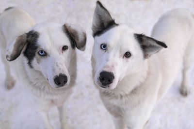 Close-up portrait of dog