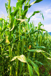 Close-up of crops growing on field against sky