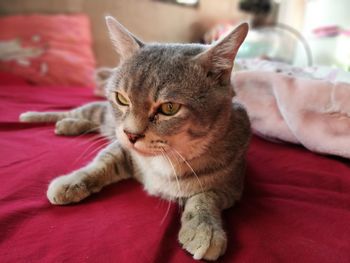 Close-up of cat resting on bed