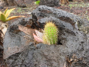 Close-up of plant growing on rock