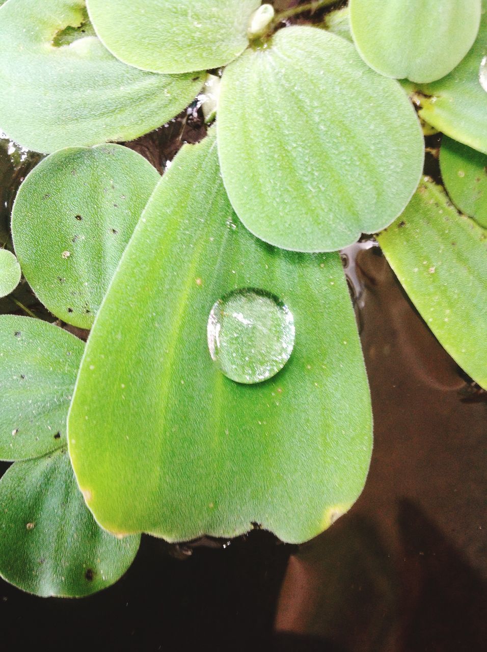 leaf, green color, growth, freshness, close-up, nature, plant, beauty in nature, high angle view, water, full frame, leaf vein, green, leaves, backgrounds, no people, natural pattern, day, fragility, outdoors