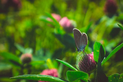 Close-up of pink flowering plant