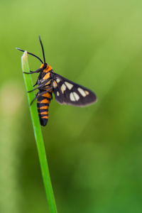 Close-up of butterfly on flower