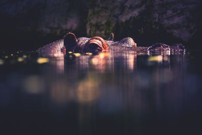 Hippopotamus swimming in lake