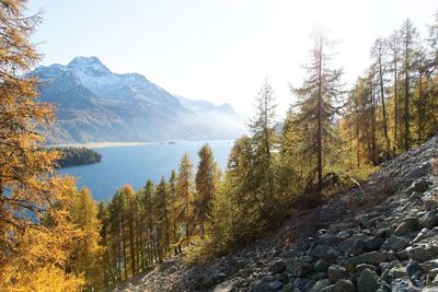 Scenic view of lake in forest against clear sky