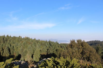 Scenic view of trees against sky