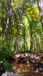 Trees growing in forest