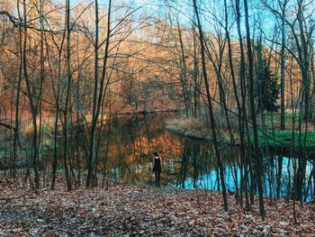 Bare trees in forest