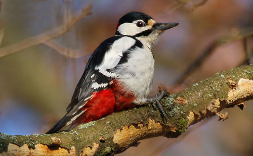 Close-up of bird perching on a tree