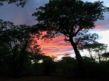 Silhouette tree on field against sky at sunset