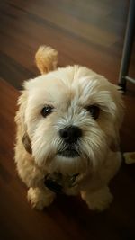 Close-up portrait of dog