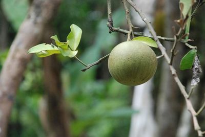 Close-up of fruits growing on tree