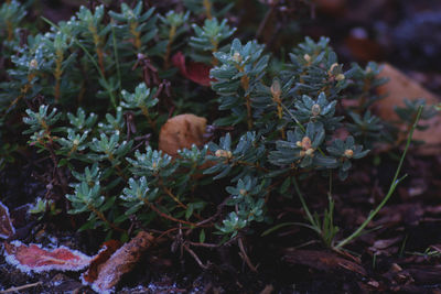 Close-up of insect on plant