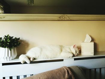 White cat sleeping