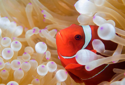 Close-up of fish swimming in sea