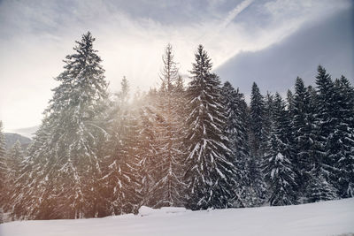 Trees on snow covered landscape against sky