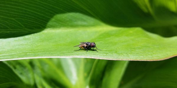 Close-up of housefly on leaf