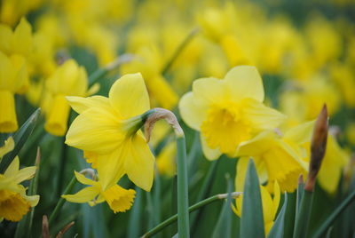 Close-up of yellow flowers