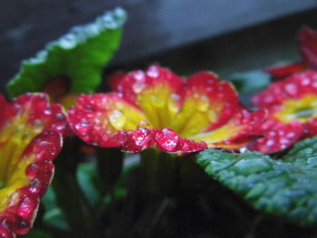 Close-up of water drops on fruit