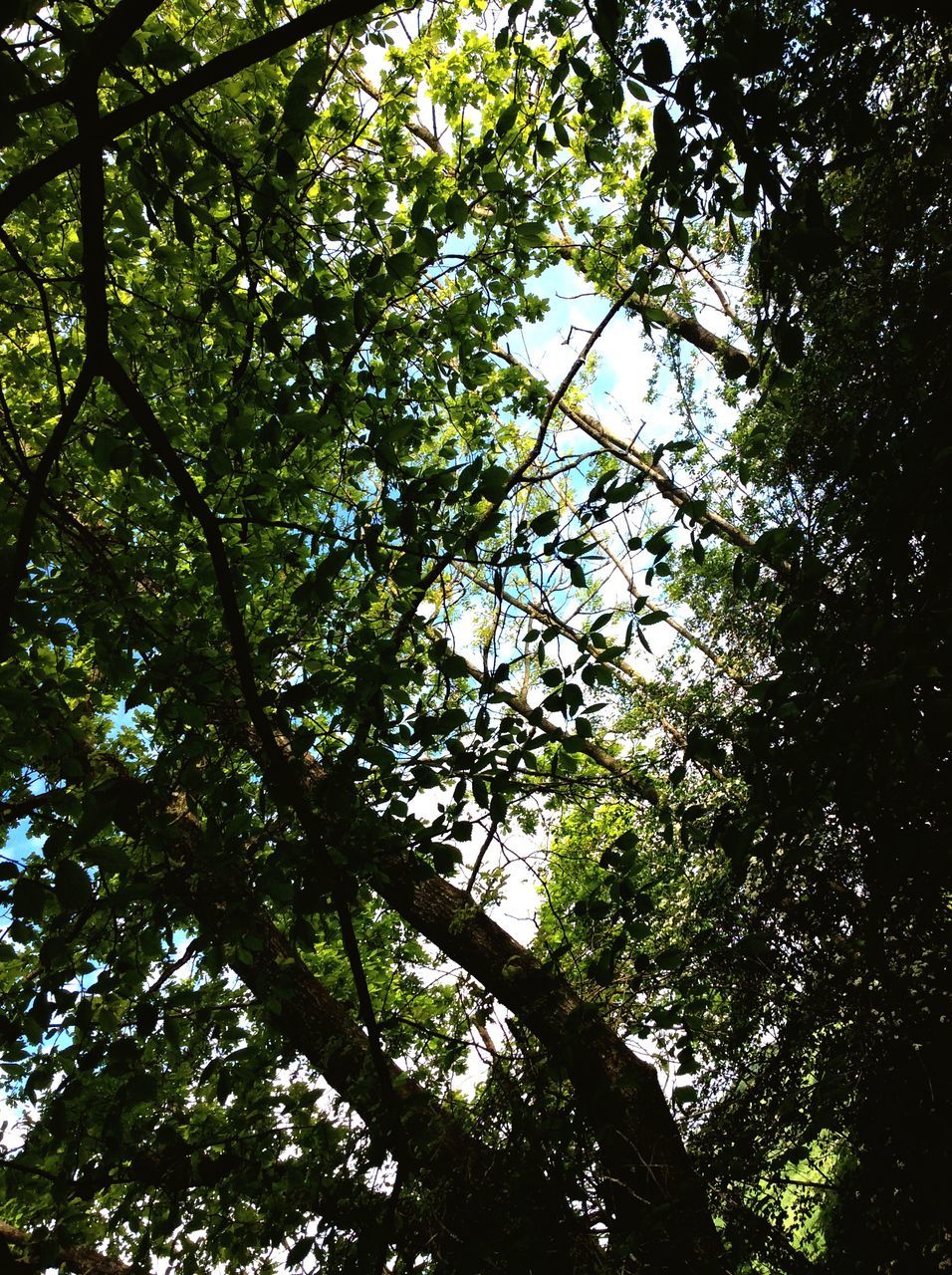 tree, low angle view, branch, growth, nature, tranquility, forest, green color, beauty in nature, sky, tree trunk, day, outdoors, no people, directly below, lush foliage, backgrounds, leaf, full frame, scenics