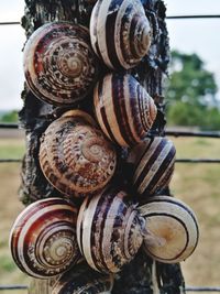 Close-up of snail