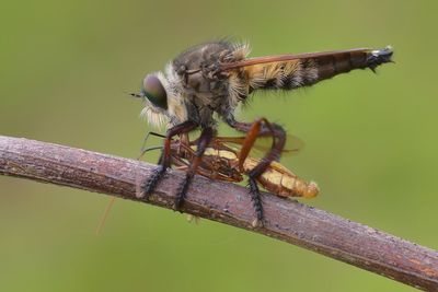 Close-up of dragonfly perching on twig