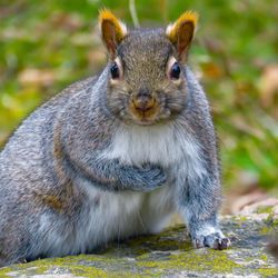 Portrait of squirrel