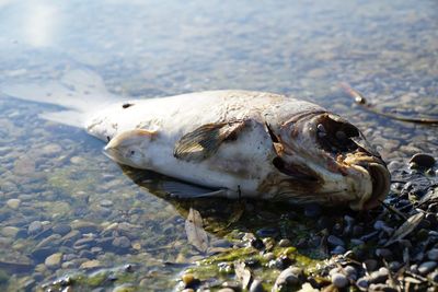 Close-up of dead fish at beach on sunny day