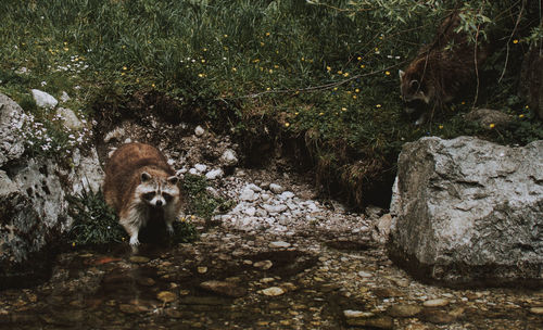 View of lion in forest