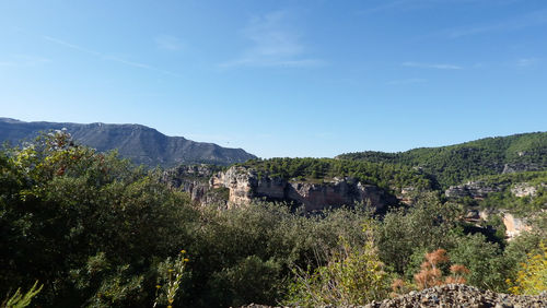 Trees and plants growing on mountain against sky