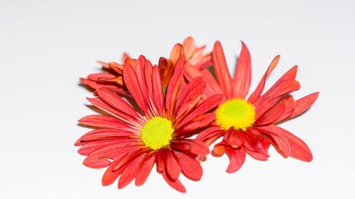 Close-up of red flower against white background