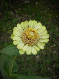 Close-up of yellow flower blooming outdoors