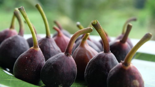 Close-up of figs on leaf