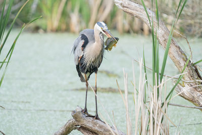 Great blue heron catches a fish while perched on a tree limb in the wetlands on a sunny day